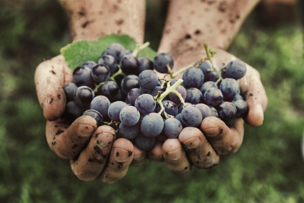 sulfur dioxide, essential for the different phases of wine making and wine preservation